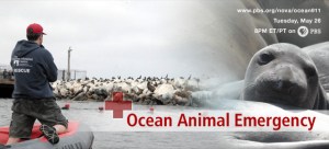 3517-ocean911-top-090520